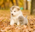 Scottish kitten and alaskan malamute puppy sitting together in a Royalty Free Stock Photo