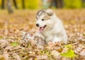 Scottish kitten and alaskan malamute puppy sitting together in autumn park Royalty Free Stock Photo