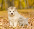 Scottish kitten and alaskan malamute puppy standing together in autumn park Royalty Free Stock Photo