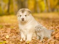 Scottish kitten and alaskan malamute puppy standing together in autumn park Royalty Free Stock Photo