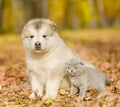 Scottish kitten and alaskan malamute puppy standing together in autumn park Royalty Free Stock Photo