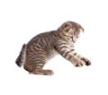 Scottish kitten catching something Royalty Free Stock Photo