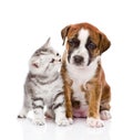 Scottish kitten and cute puppy. isolated on white background Royalty Free Stock Photo