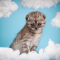Scottish kitten with an incomprehensible funny look looks down at a cotton cloud. Royalty Free Stock Photo