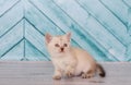 Scottish kitten in a light color plays Royalty Free Stock Photo