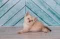 Scottish kitten in a light color plays Royalty Free Stock Photo