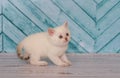 Scottish kitten in a light color plays Royalty Free Stock Photo