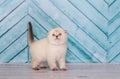 Scottish kitten in a light color plays Royalty Free Stock Photo