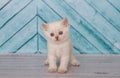 Scottish kitten in a light color plays Royalty Free Stock Photo