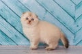 Scottish kitten in a light color plays Royalty Free Stock Photo