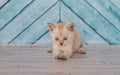 Scottish kitten in a light color plays Royalty Free Stock Photo