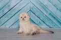 Scottish kitten in a light color plays Royalty Free Stock Photo