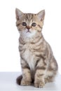 Scottish kitten looking at camera. isolated on white background Royalty Free Stock Photo