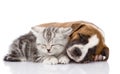 Scottish kitten and puppy sleeping together. isolated