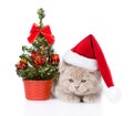 Scottish kitten with red santa hat and christmas tree. isolated Royalty Free Stock Photo