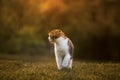 Scottish Kitten roar Royalty Free Stock Photo