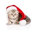 Scottish kitten with santa hat. isolated on white background Royalty Free Stock Photo