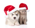 Scottish kitten and Siberian Husky puppy with red christmas hats together. isolated on white background Royalty Free Stock Photo