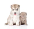 scottish kitten and Siberian Husky puppy sitting together. isolated Royalty Free Stock Photo