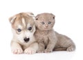 Scottish kitten and Siberian Husky puppy sleeping together. isolated Royalty Free Stock Photo