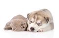 Scottish kitten and Siberian Husky puppy sleeping together. isolated Royalty Free Stock Photo