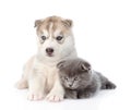 Scottish kitten and Siberian Husky puppy sleeping together. isolated Royalty Free Stock Photo