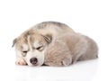 Scottish kitten and Siberian Husky puppy sleeping together. isolated Royalty Free Stock Photo