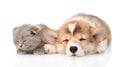 Scottish kitten and Siberian Husky puppy sleeping together. isolated Royalty Free Stock Photo