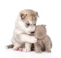 Scottish kitten and Siberian Husky puppy together. isolated on Royalty Free Stock Photo