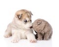 Scottish kitten and Siberian Husky puppy together. isolated Royalty Free Stock Photo