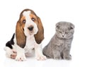 Scottish kitten sitting with basset hound puppy. isolated on white Royalty Free Stock Photo