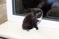 Scottish kitten sitting in the kitchen by the window Royalty Free Stock Photo