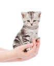 Scottish kitten sitting on a palm. isolated on white background