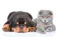 Scottish kitten and sleeping rottweiler puppy lying together. Isolated Royalty Free Stock Photo