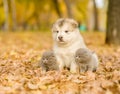 Scottish kittens and alaskan malamute puppy sitting together in autumn park Royalty Free Stock Photo