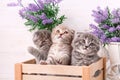 Scottish kittens are playing in a wooden box. Lavender flowers in the background