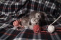 Scottish kittens playing with wool balls. Royalty Free Stock Photo