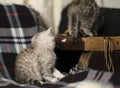 Scottish kittens:  straight and fold  standing together Royalty Free Stock Photo