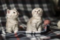 Scottish kittens:  straight and fold  standing together Royalty Free Stock Photo