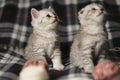 Scottish kittens:  straight and fold  standing together Royalty Free Stock Photo