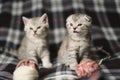 Scottish kittens:  straight and fold  standing together Royalty Free Stock Photo