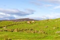 Scottish landscape with Przewalski`s wild horses grazing in Highland Wildlife Safari Parks, Scotland