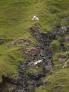 Scottish landscape with sheep in Skye isle. Quiraing. Scotland.