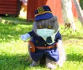 Scottish lop-eared grey cat in a police suit and a medical mask