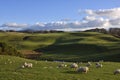 Scottish Lowland Landscape with Sheep Royalty Free Stock Photo