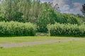 Scottish mature Hedging and a Single gate in the Centre of the image in Scotlands Parks in Summer