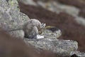 Mountain hare with winter coat in mixture of snow and bare ground