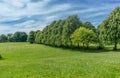 Scottish Parkland Trees in Summer Royalty Free Stock Photo