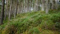 Scottish Pine Forest Floor