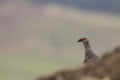 Ptarmigan in summer/winter coat against heather and mountain background Royalty Free Stock Photo